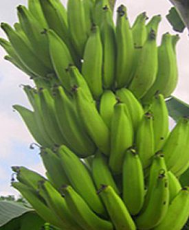 Variety of plantain FIHA 21